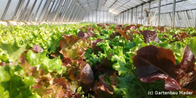 Salat im Glashaus von Gartenbau Mader