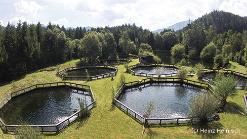 Sicht von einer Drohne über die Fischzuchtanlage von Heinisch, das 5 Achteckige Becken enthält mit Wald umrandet